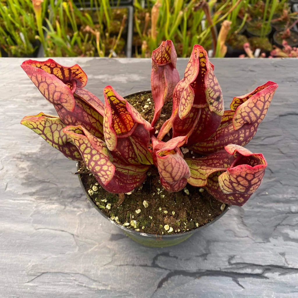 Sarracenia purpurea ssp. venosa var. montana Transylvania Co., 8-10 cm 大森食虫植物農園