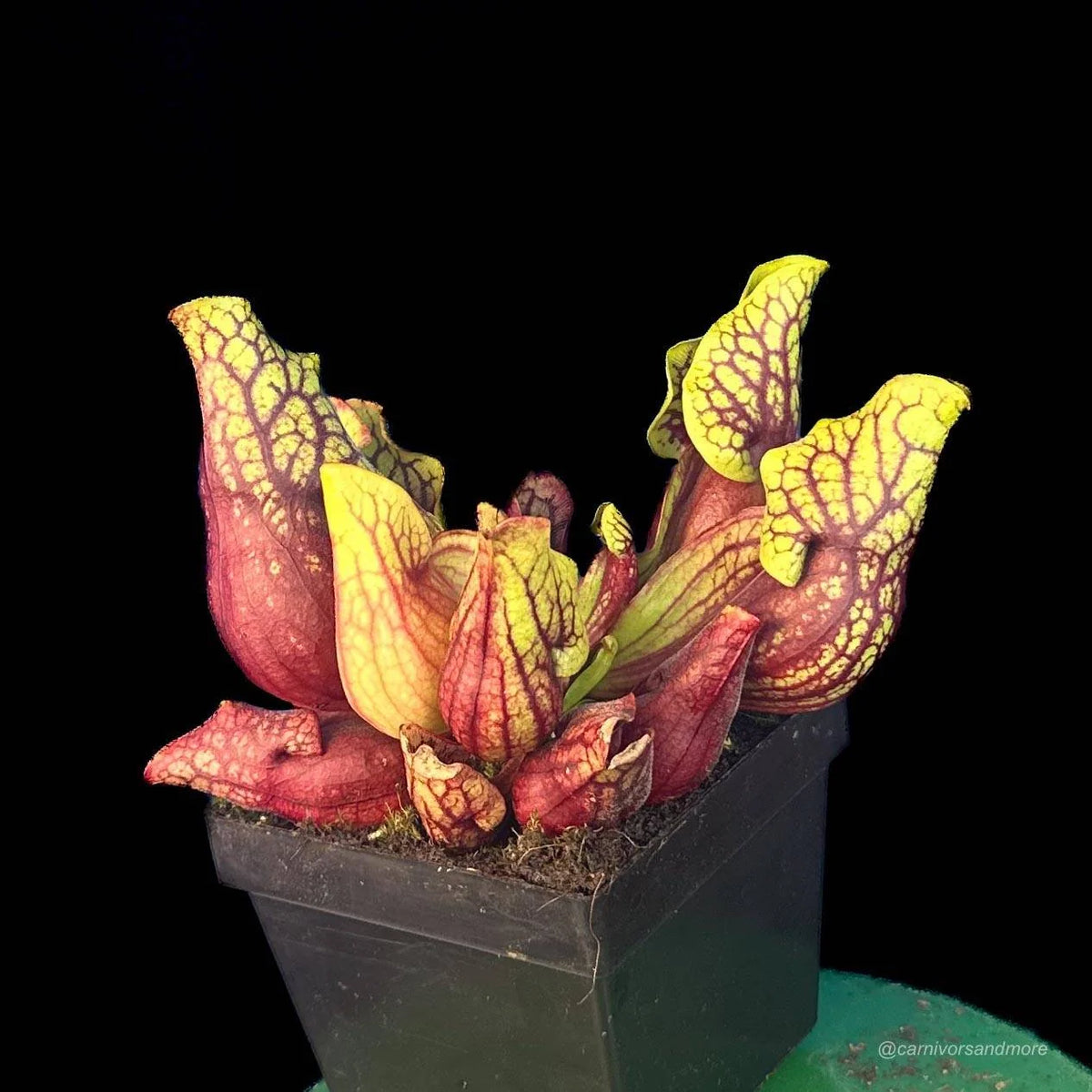 Sarracenia purpurea ssp. venosa var. montana Leiden x montana KPC, 10-12 cm 大森食虫植物農園