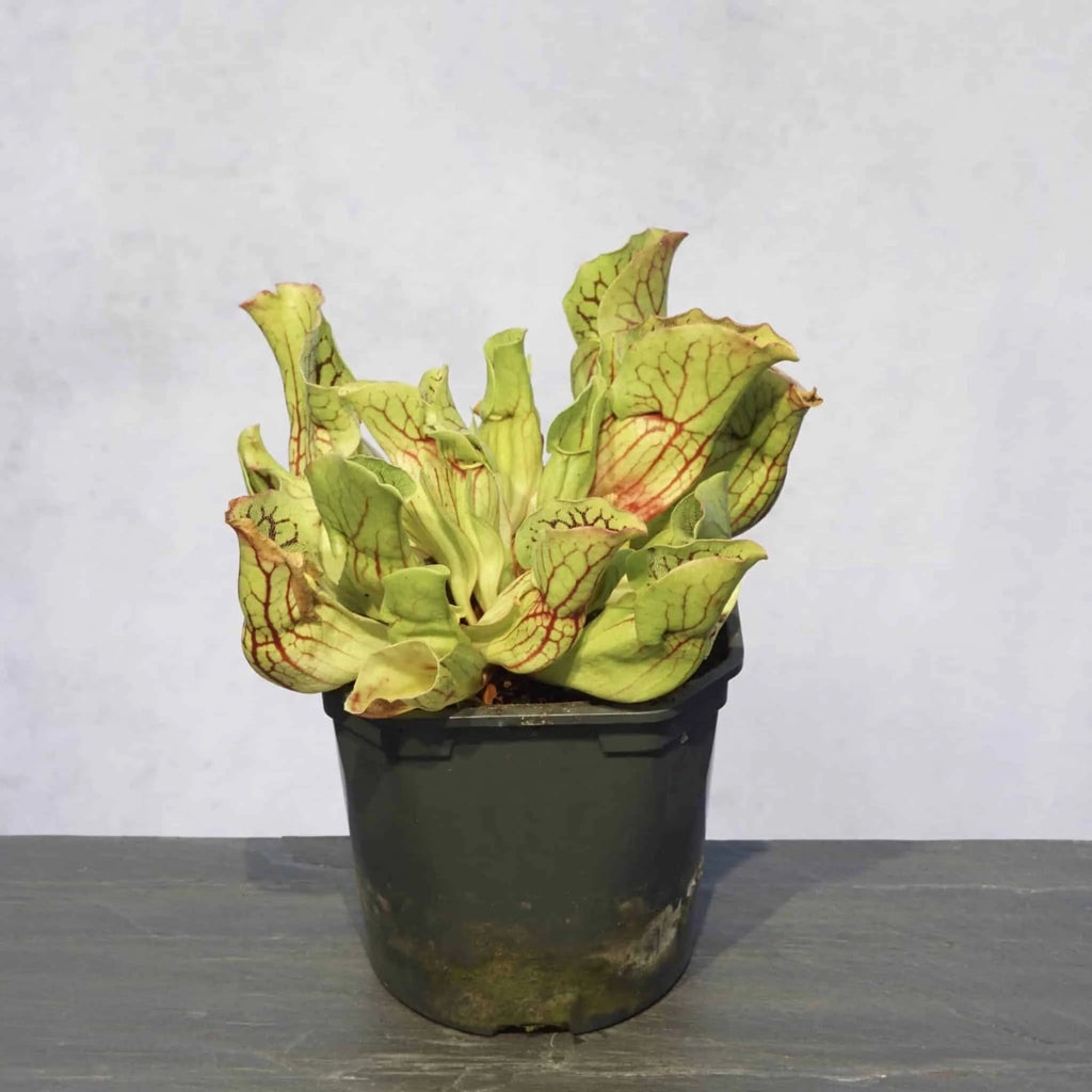 Sarracenia purpurea ssp. venosa var. montana, Oakey Mt, Rabun Co., Georgia, 20 cm 大森食虫植物農園