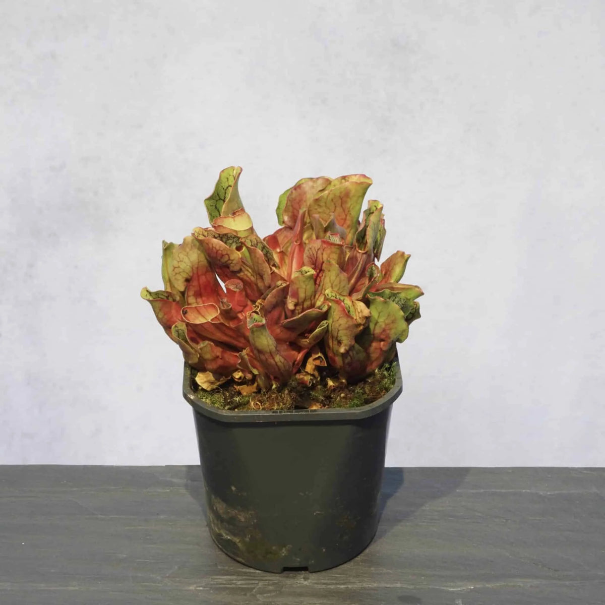 Sarracenia purpurea ssp. venosa var. montana, Oakey Mt, Rabun Co., Georgia, 10-12 cm 大森食虫植物農園