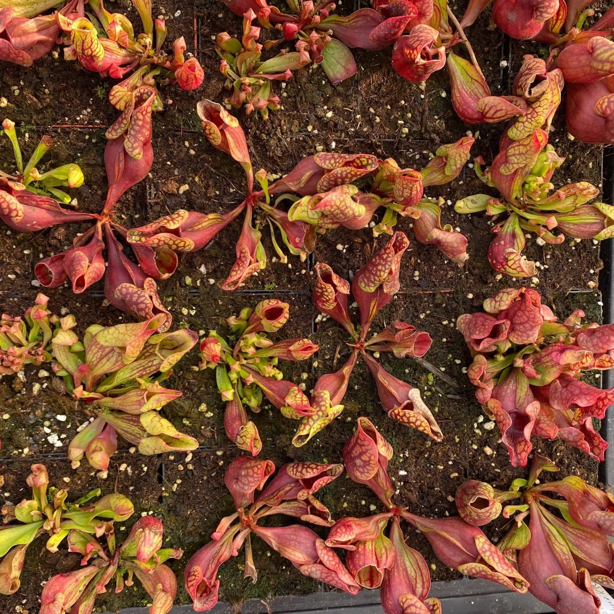 Sarracenia purpurea ssp. venosa var. montana Leiden x KPC M. Srba cross, 12-14 cm 大森食虫植物農園