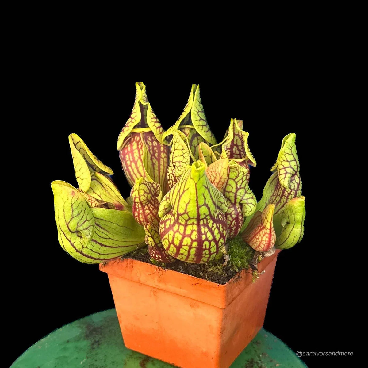 Sarracenia purpurea ssp. venosa var. montana MK PV19 x montana KPC, 10-12 cm 大森食虫植物農園