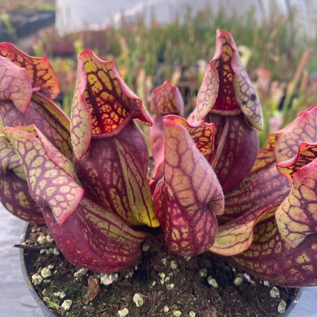 Sarracenia purpurea ssp. venosa var. montana Transylvania Co., 8-10 cm 大森食虫植物農園