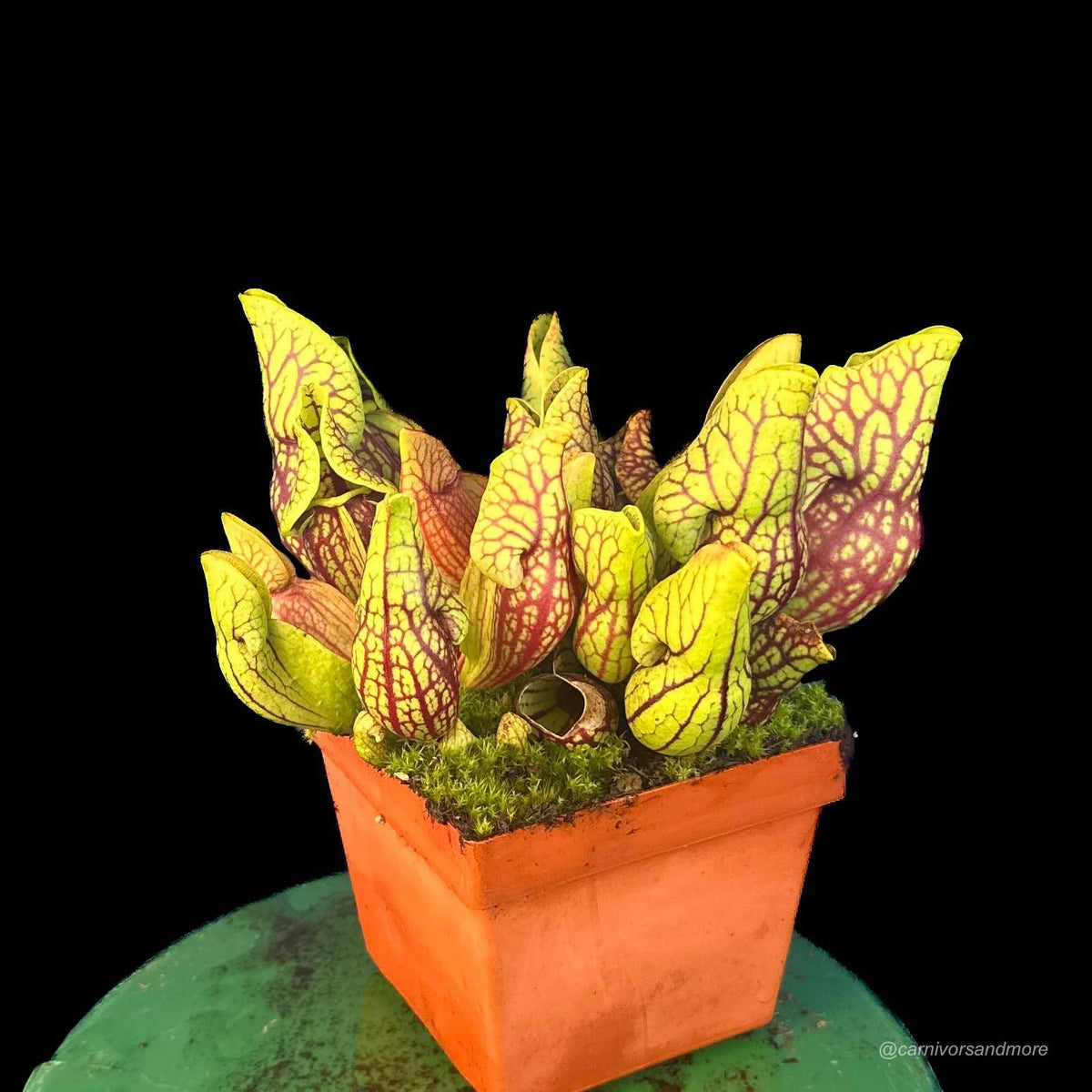Sarracenia purpurea ssp. venosa var. montana MK PV19 x montana KPC, 10-12 cm 大森食虫植物農園