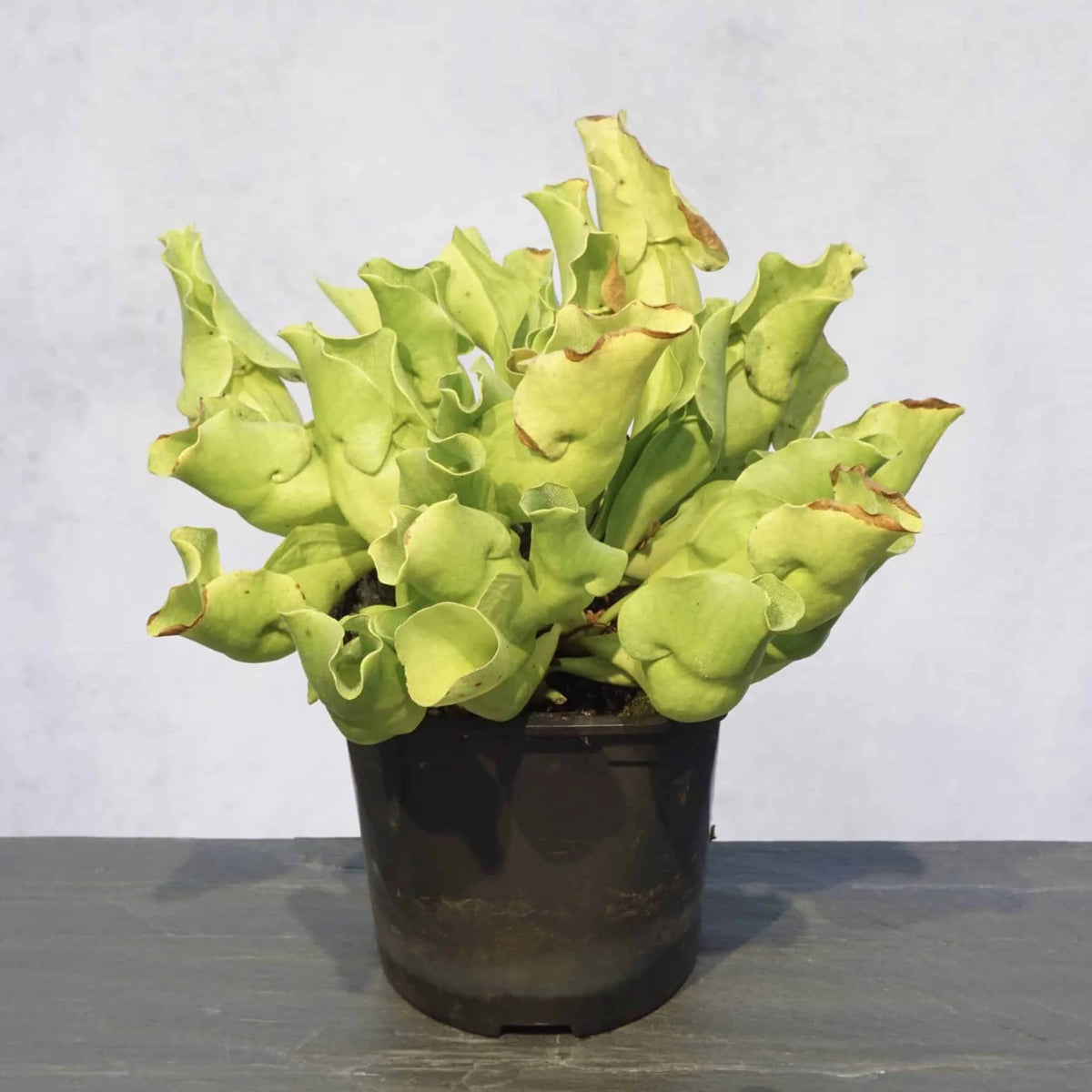 Sarracenia purpurea ssp. venosa var. pallidiflora (antho free ), 15-20 cm 大森食虫植物農園