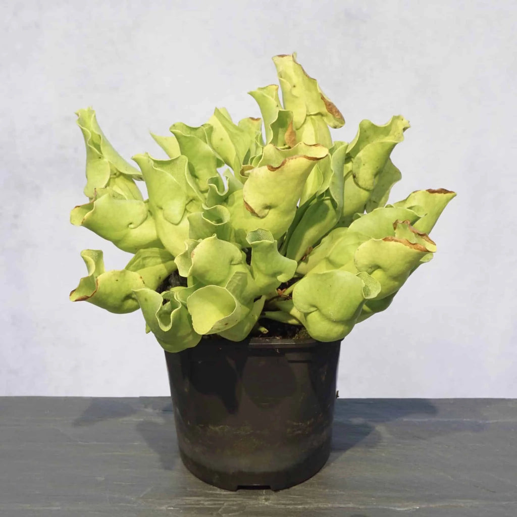 Sarracenia purpurea ssp. venosa var. pallidiflora (antho free ), 15-20 cm 大森食虫植物農園