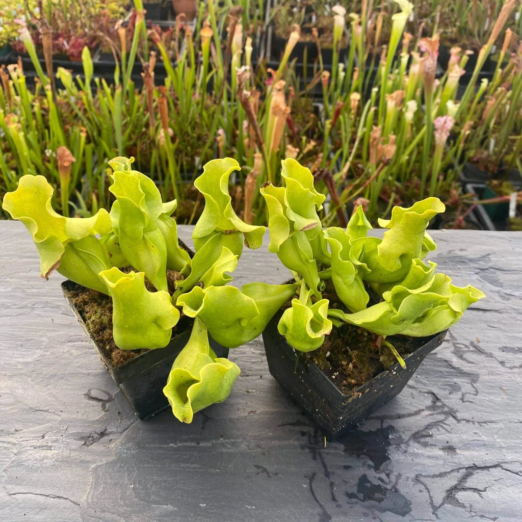 Sarracenia purpurea ssp. venosa var. pallidiflora (antho free ), 15-20 cm 大森食虫植物農園