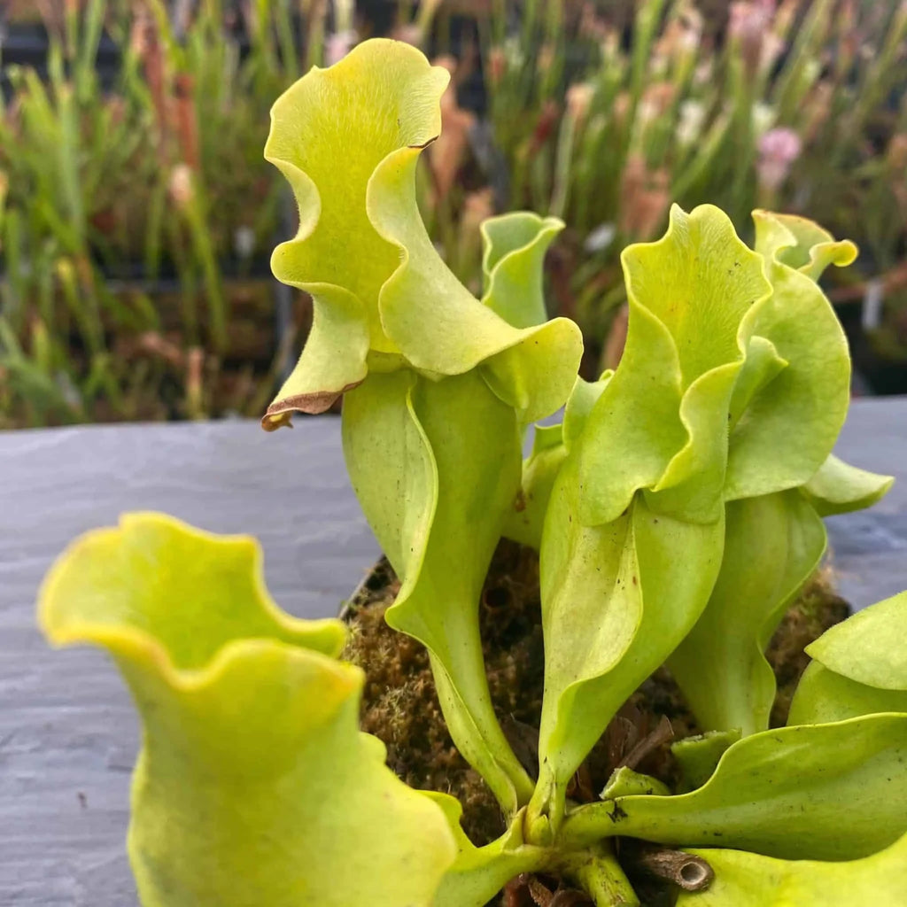 Sarracenia purpurea ssp. venosa var. pallidiflora (antho free ), 15-20 cm 大森食虫植物農園
