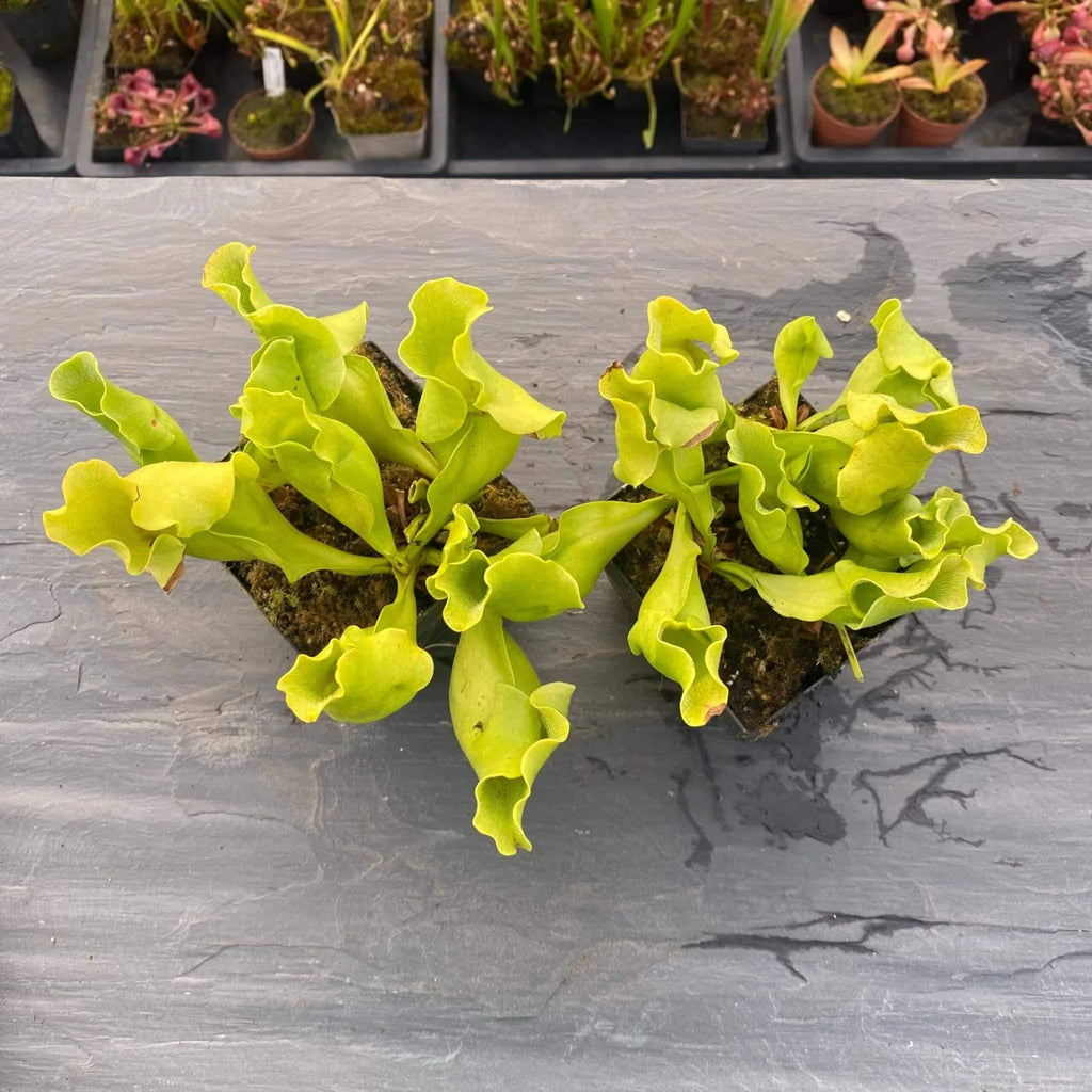 Sarracenia purpurea ssp. venosa var. pallidiflora (antho free ), 15-20 cm 大森食虫植物農園