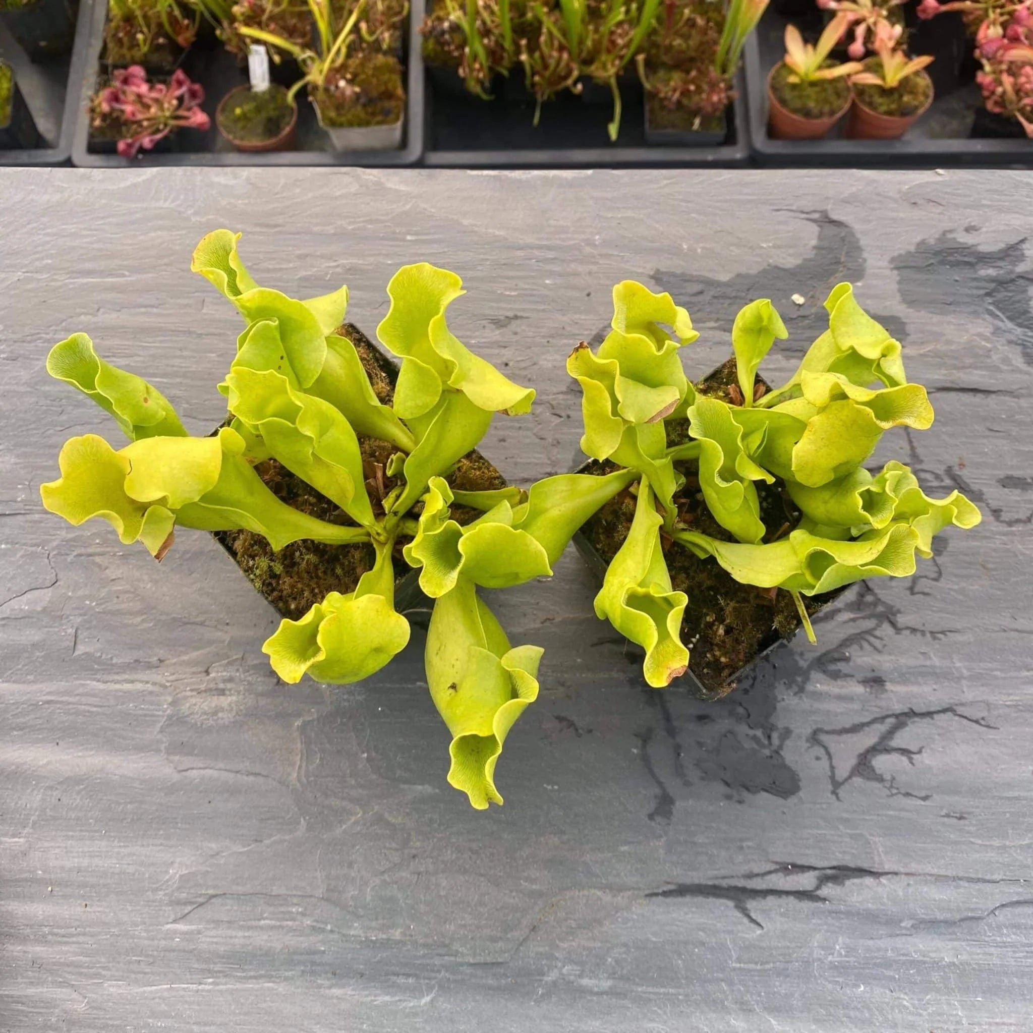 Sarracenia purpurea ssp. venosa var. pallidiflora (antho free ), 15-20 cm 大森食虫植物農園