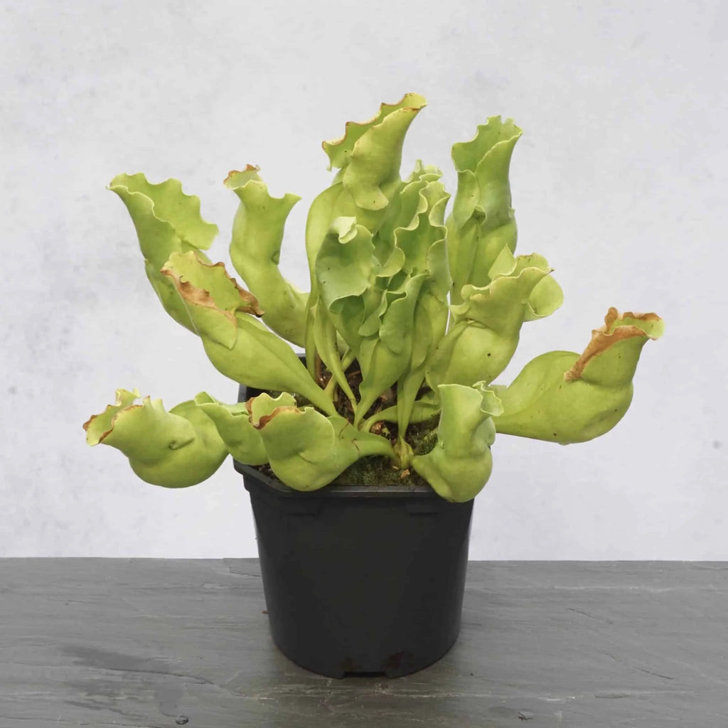 Sarracenia purpurea ssp. venosa var. pallidiflora (antho free ), 15-20 cm 大森食虫植物農園