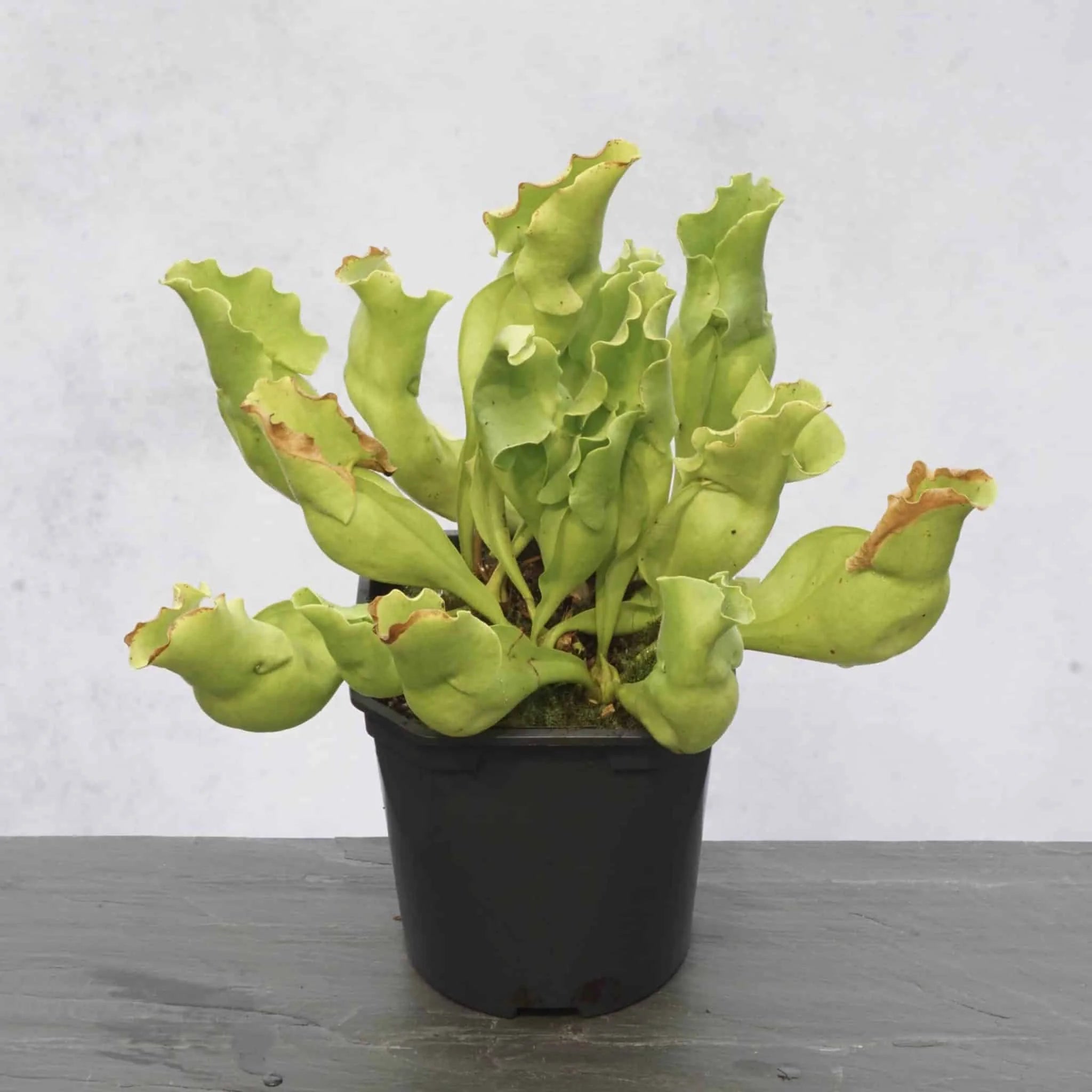 Sarracenia purpurea ssp. venosa var. pallidiflora (antho free ), 15-20 cm 大森食虫植物農園