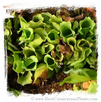 Sarracenia purpurea subsp. purpurea f. heterophylla [BCP ID# S252] (30粒の種子) 大森食虫植物農園