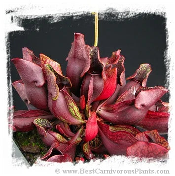 Sarracenia purpurea subsp. purpurea var. ripicola {Dorcas Bay, Bruce Peninsula, Ontario, Canada} [BCP ID# S213] (12粒の種子) 大森食虫植物農園