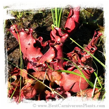 Sarracenia purpurea subsp. venosa {Hampstead, Pender Co., NC, USA} [BCP ID# S273] (20粒の種子) 大森食虫植物農園