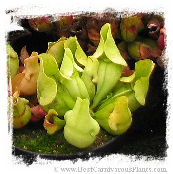 Sarracenia purpurea subsp. venosa {all green form} [BCP ID# S215] (10粒の種子) 大森食虫植物農園