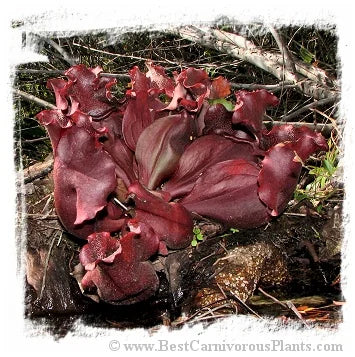 Sarracenia purpurea subsp. venosa {mix of stunning red hairy forms} [BCP ID# S274] (15粒の種子) 大森食虫植物農園
