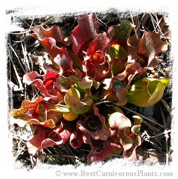 Sarracenia purpurea subsp. venosa {near Old Dock, Columbus Co., NC, USA} [BCP ID# S276] (15粒の種子) 大森食虫植物農園