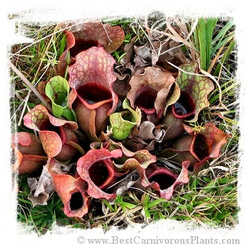 Sarracenia purpurea subsp. venosa var. burkii [BCP ID# S214] (15粒の種子) 大森食虫植物農園