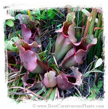 Sarracenia purpurea subsp. venosa var. burkii [BCP ID# S214] (15粒の種子) 大森食虫植物農園