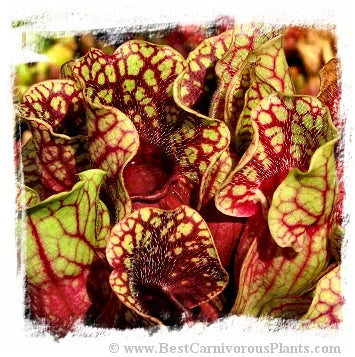 Sarracenia purpurea subsp. venosa var. montana [BCP ID# S251] (20粒の種子) 大森食虫植物農園