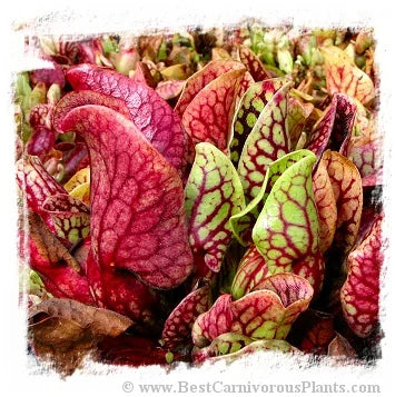 Sarracenia purpurea subsp. venosa var. montana [BCP ID# S251] (20粒の種子) 大森食虫植物農園