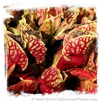 Sarracenia purpurea subsp. venosa var. montana [BCP ID# S251] (20粒の種子) 大森食虫植物農園