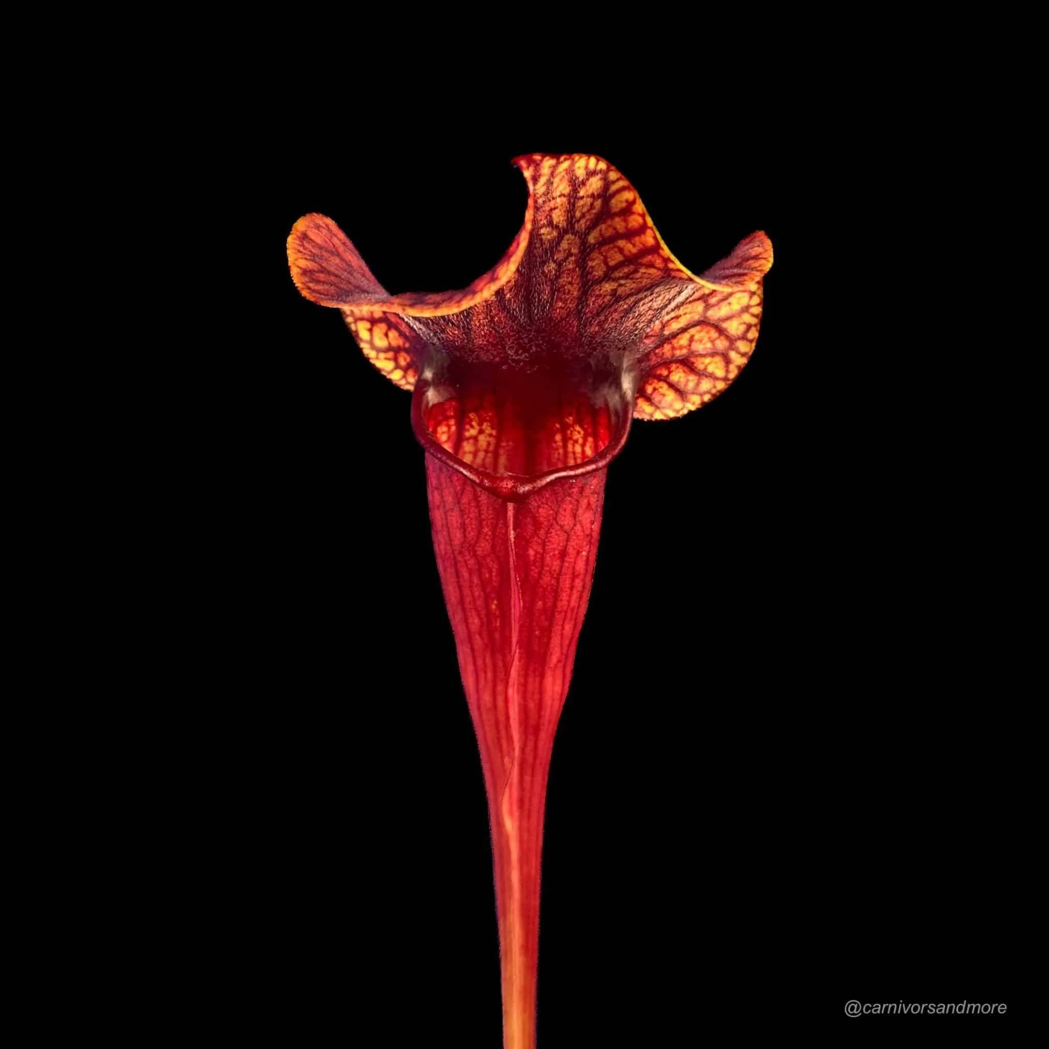 Sarracenia purpurea var. burkei luteola x flava Goldie 大森食虫植物農園