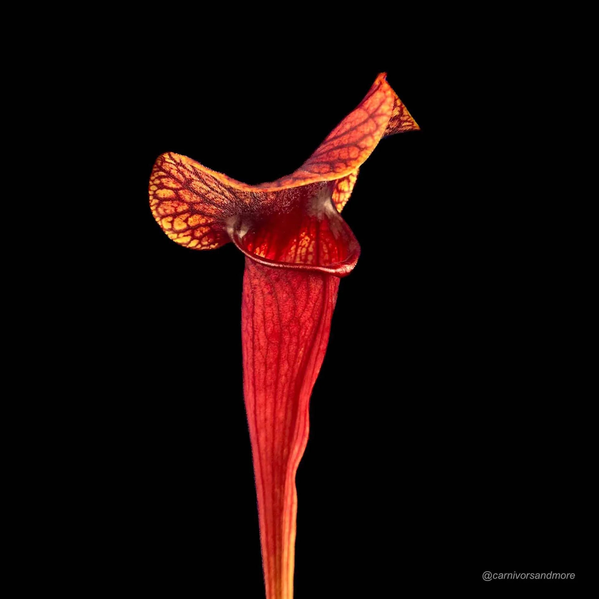 Sarracenia purpurea var. burkei luteola x flava Goldie 大森食虫植物農園