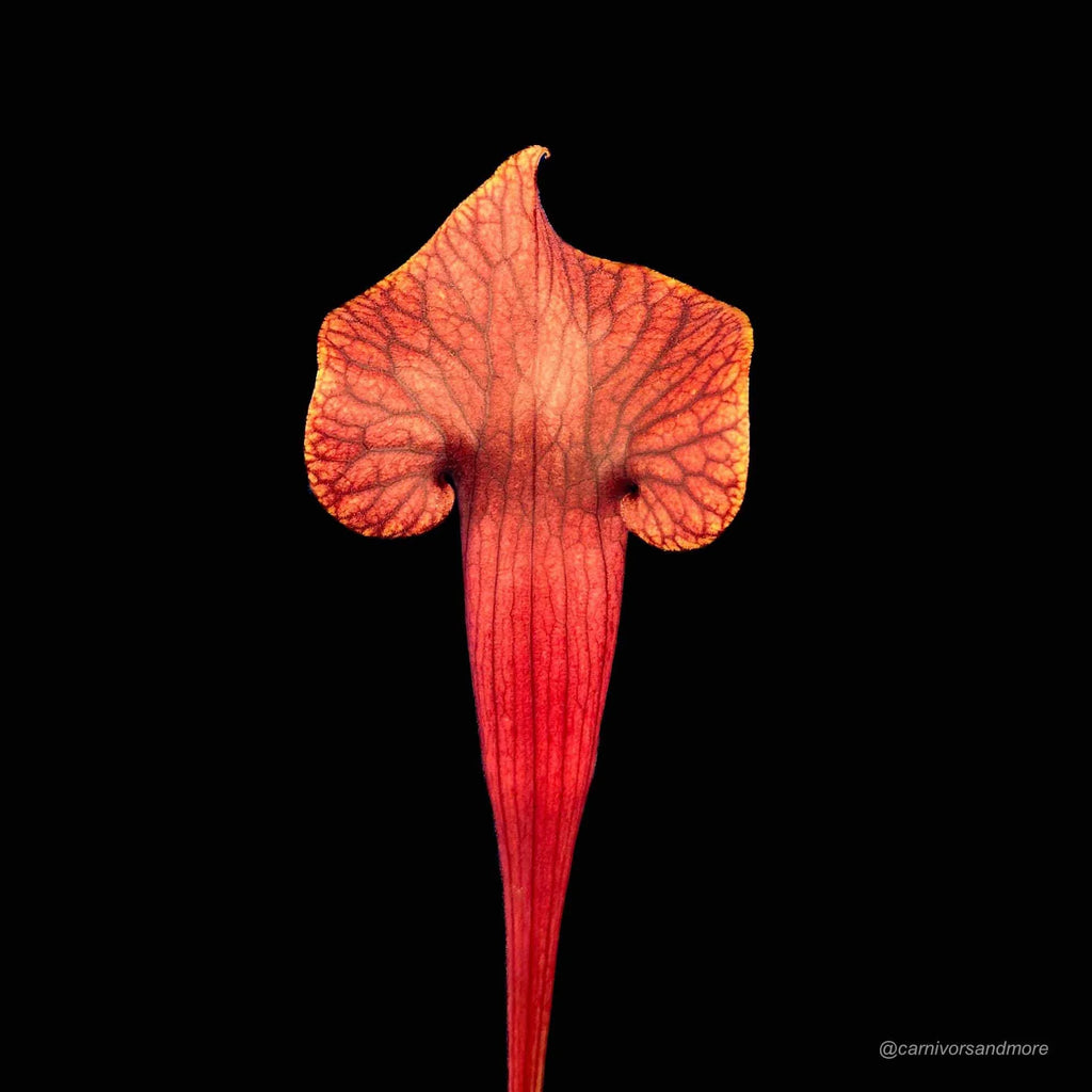 Sarracenia purpurea var. burkei luteola x flava Goldie 大森食虫植物農園