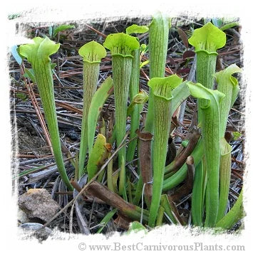 Sarracenia rubra ssp. alabamensis {Autauga Co., Alabama, USA} [BCP ID# S271] (20粒の種子) 大森食虫植物農園