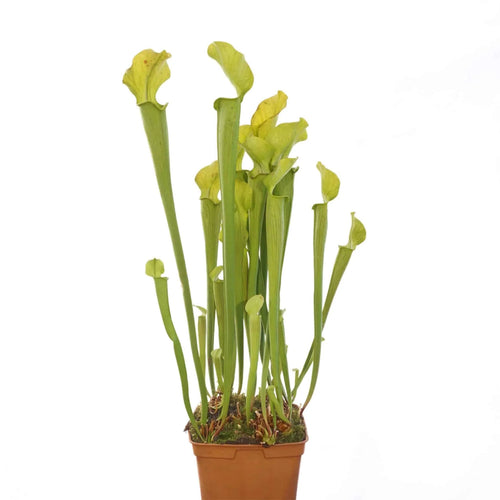 Sarracenia rubra ssp. alabamensis, Autauga Co, divisions or seedgrown plantsﾠ 大森食虫植物農園