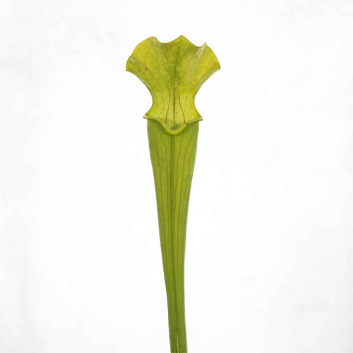 Sarracenia rubra ssp. alabamensis, Autauga Co, divisions or seedgrown plantsﾠ 大森食虫植物農園