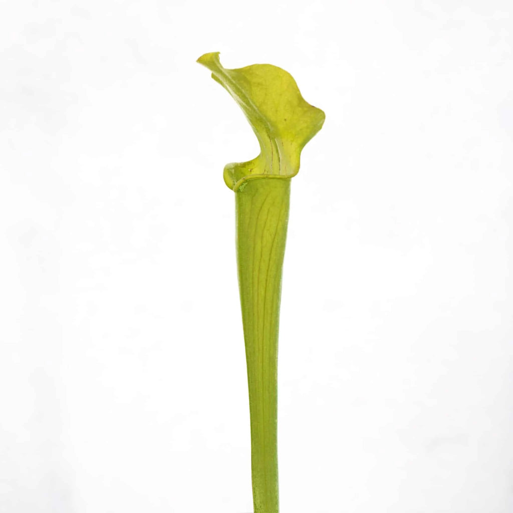 Sarracenia rubra ssp. alabamensis, Autauga Co, divisions or seedgrown plantsﾠ 大森食虫植物農園