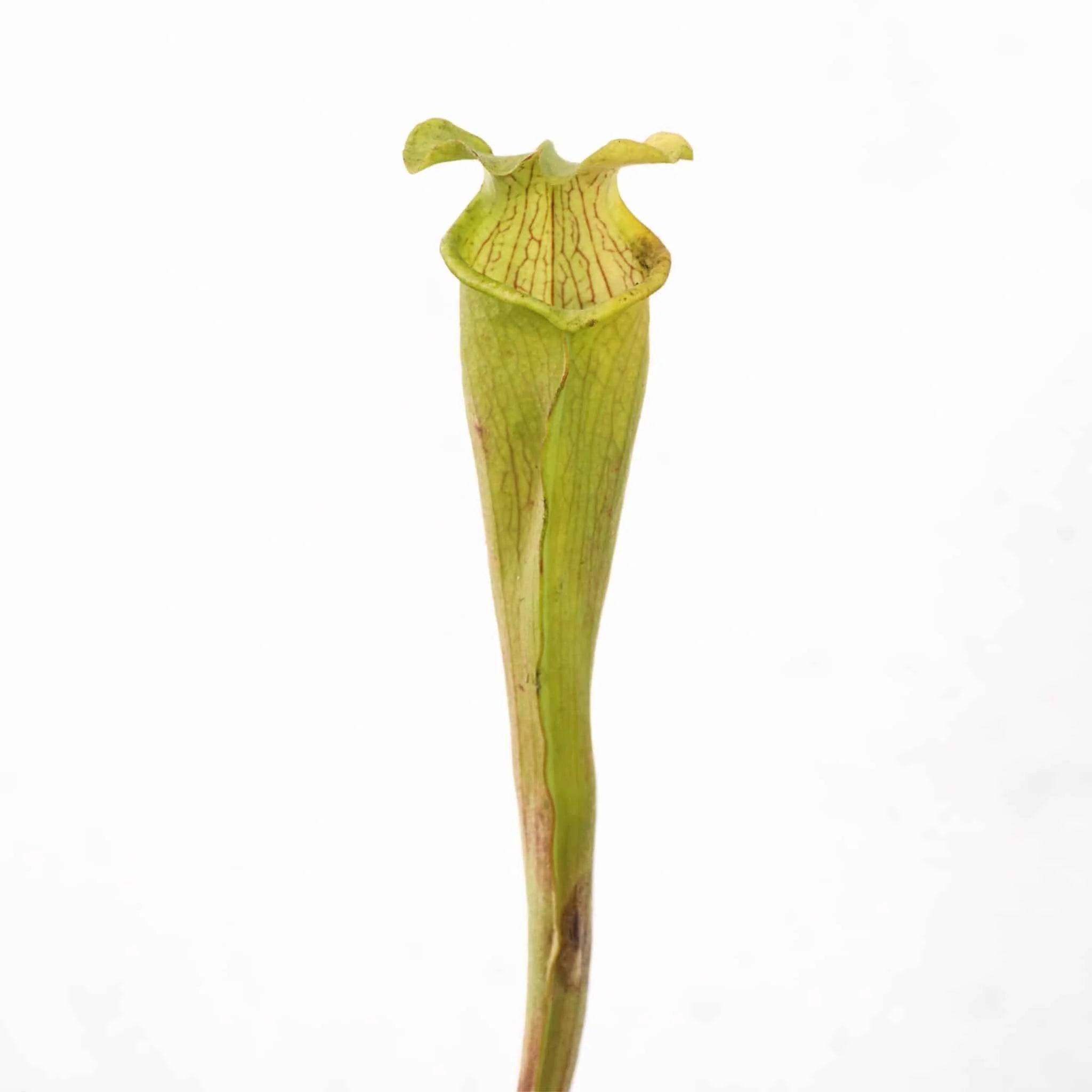 Sarracenia rubra ssp. alabamensis, Chilton Alabama 大森食虫植物農園