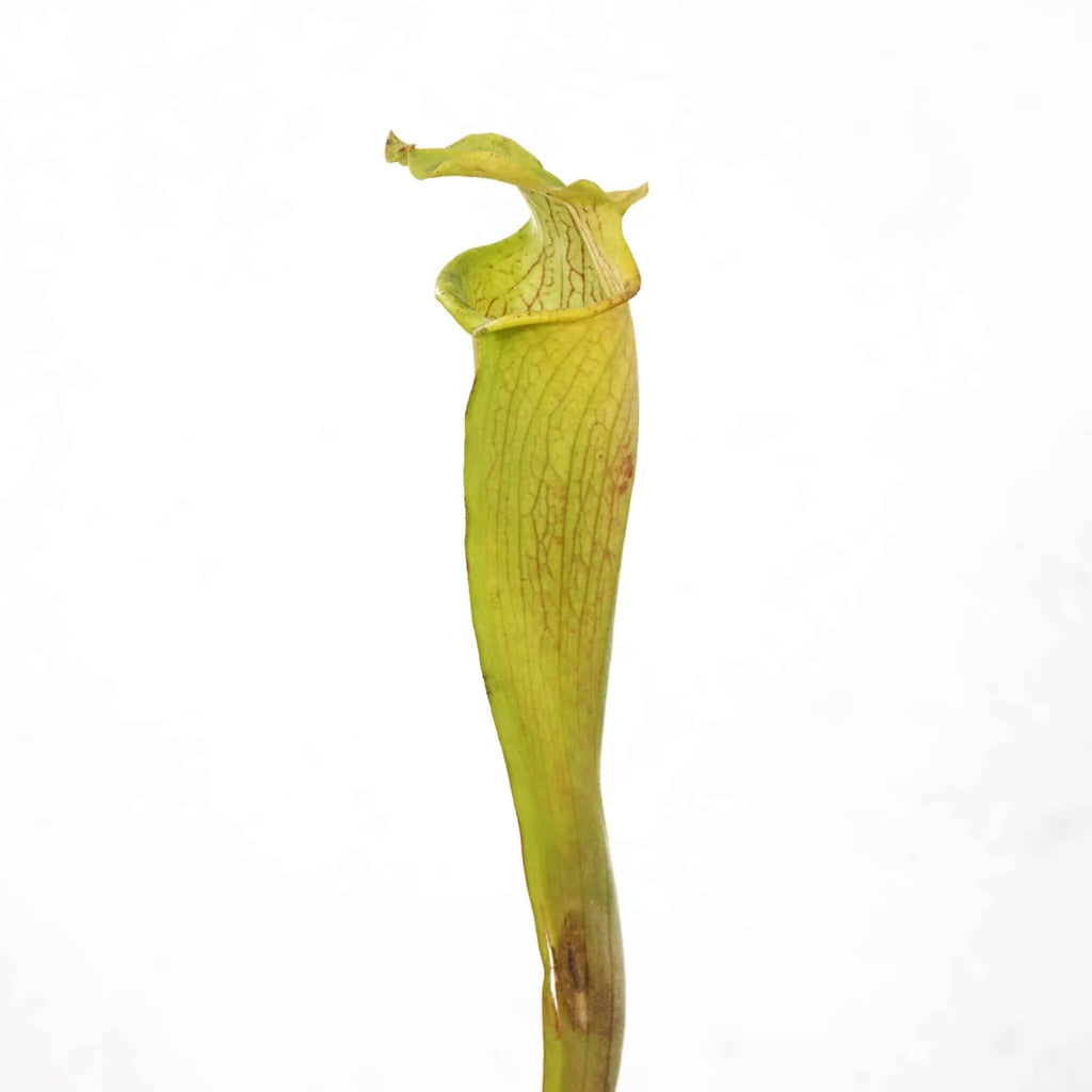 Sarracenia rubra ssp. alabamensis, Chilton Alabama 大森食虫植物農園
