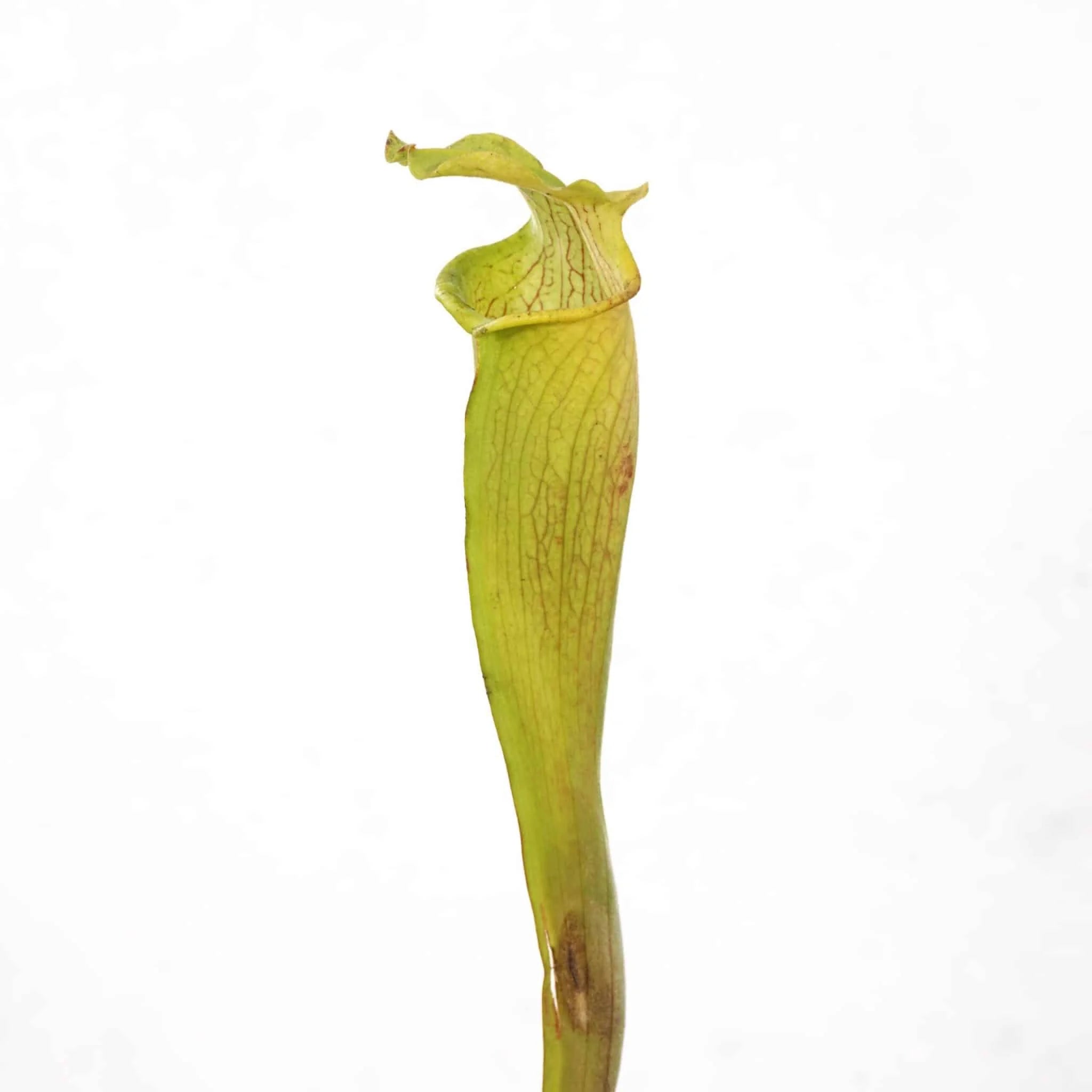 Sarracenia rubra ssp. alabamensis, Chilton Alabama 大森食虫植物農園
