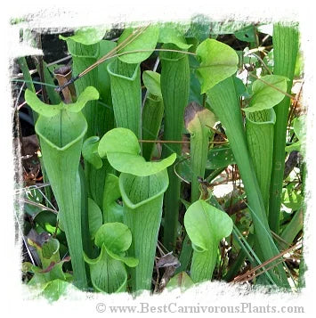 Sarracenia rubra ssp. alabamensis {Giant, Thorsby, Chilton Co., Alabama, USA} [BCP ID# RA2] / 1株の苗, サイズ 8-15 cm 大森食虫植物農園