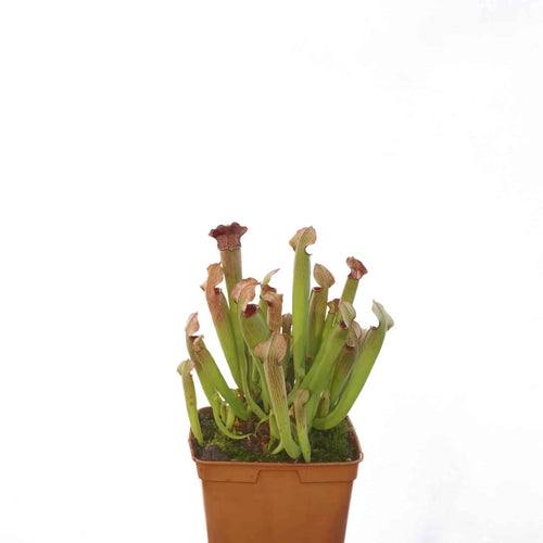 Sarracenia rubra ssp. gulfensis „Fat Pitchers“ﾠ 大森食虫植物農園