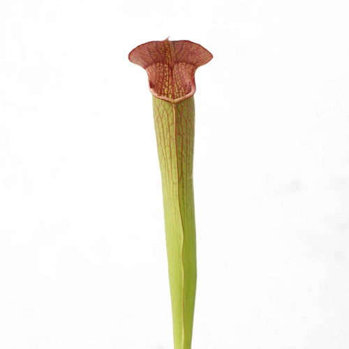 Sarracenia rubra ssp. gulfensis „Fat Pitchers“ﾠ 大森食虫植物農園