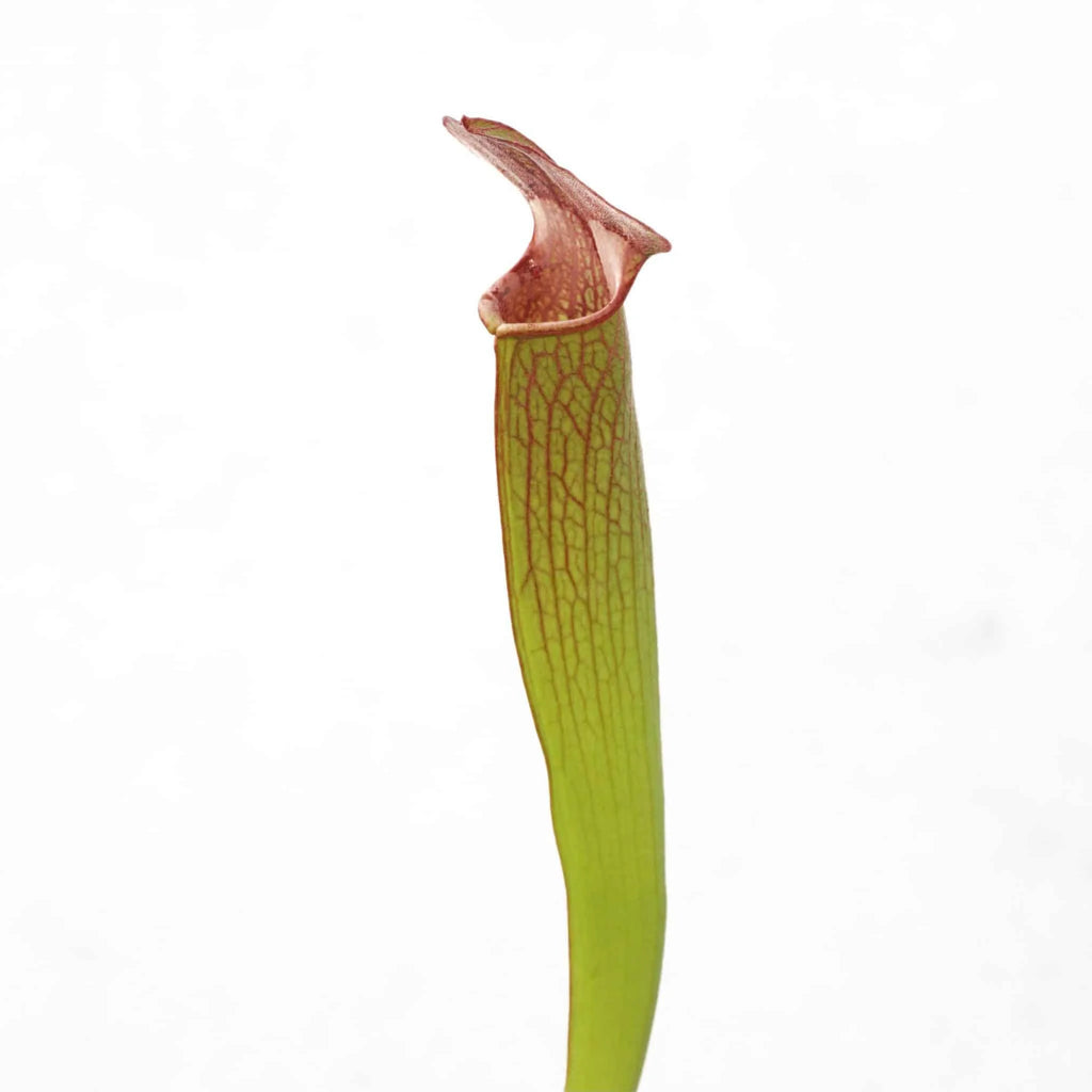 Sarracenia rubra ssp. gulfensis „Fat Pitchers“ﾠ 大森食虫植物農園