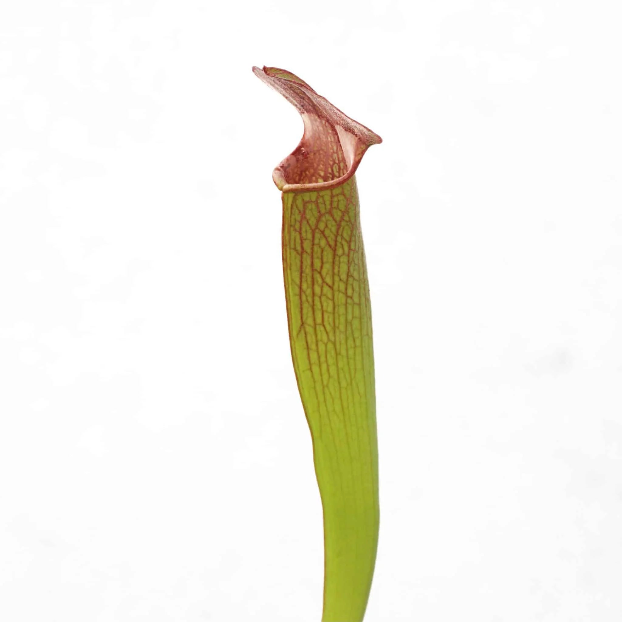 Sarracenia rubra ssp. gulfensis „Fat Pitchers“ﾠ 大森食虫植物農園