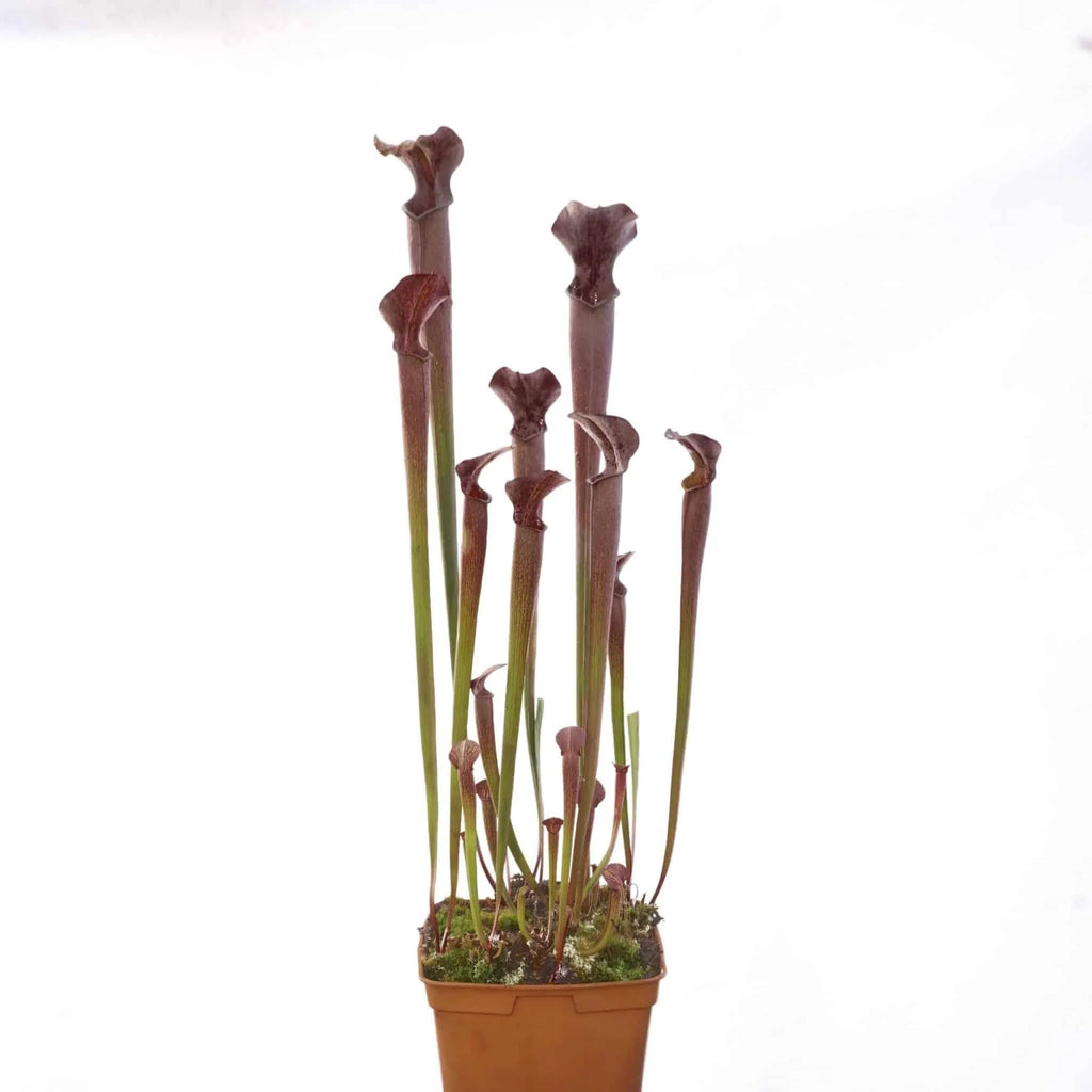 Sarracenia rubra ssp. gulfensis „Giant Form“ ex T. Carow 大森食虫植物農園