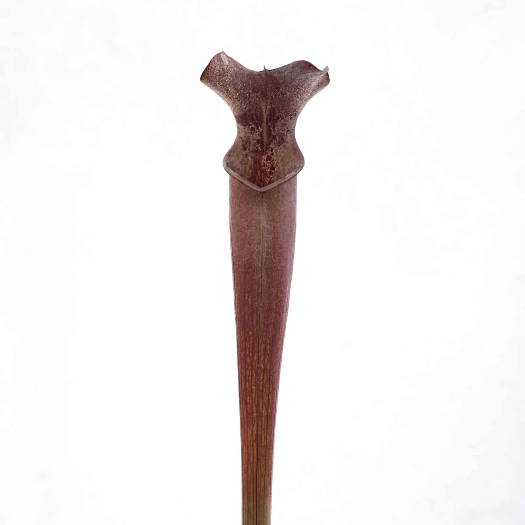 Sarracenia rubra ssp. gulfensis „Giant Form“ ex T. Carow 大森食虫植物農園