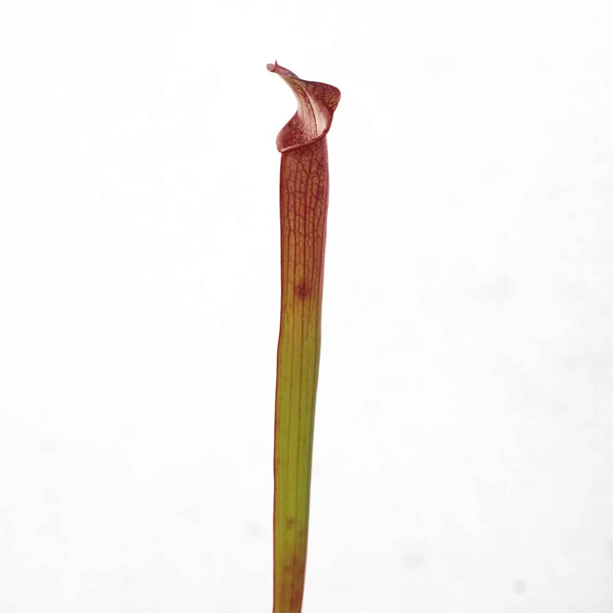 Sarracenia rubra ssp. gulfensis, North of Shoal River,Walton Co PW rg 11 大森食虫植物農園