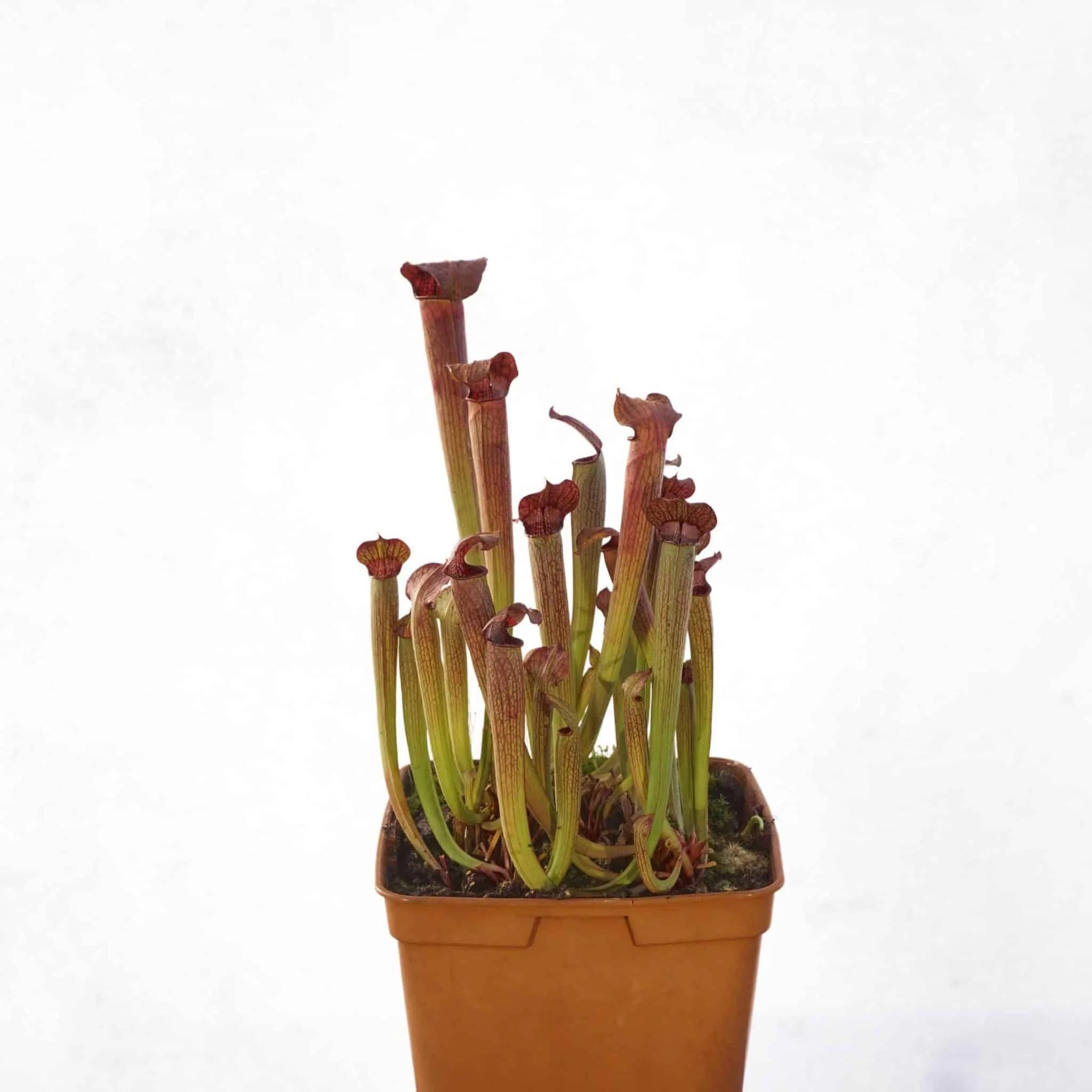Sarracenia rubra ssp. gulfensis „Stocky“, 15-20 cm 大森食虫植物農園