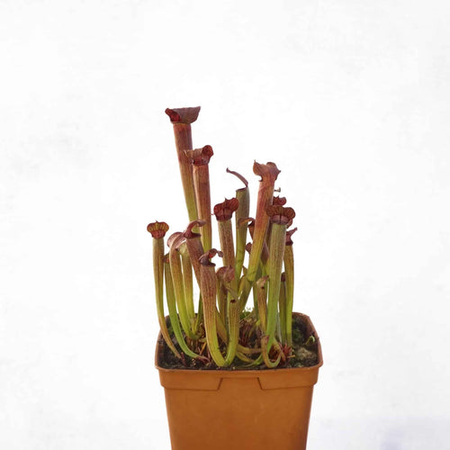 Sarracenia rubra ssp. gulfensis „Stocky“, 15-20 cm 大森食虫植物農園