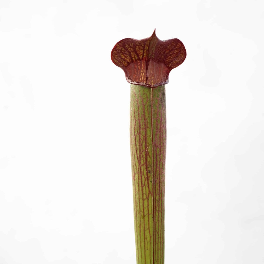 Sarracenia rubra ssp. gulfensis „Stocky“, 15-20 cm 大森食虫植物農園