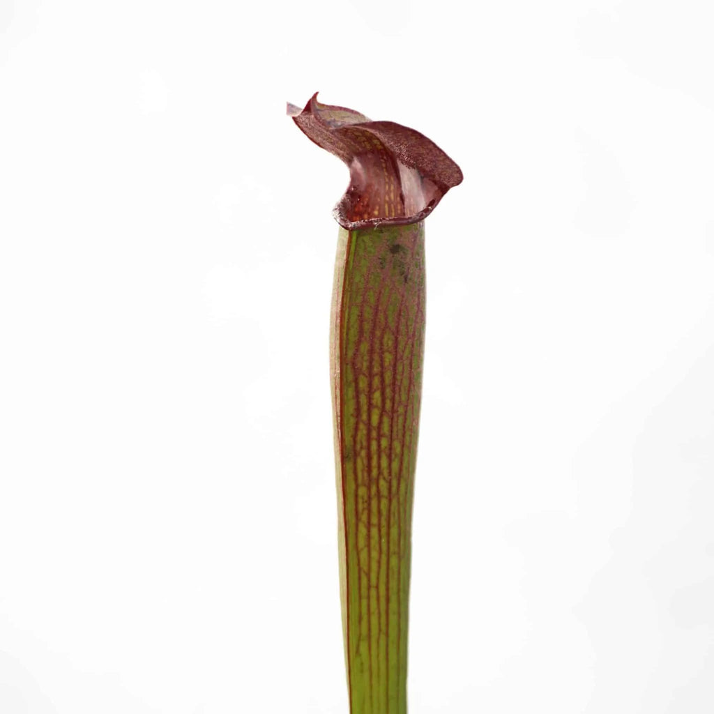 Sarracenia rubra ssp. gulfensis „Stocky“, 15-20 cm 大森食虫植物農園