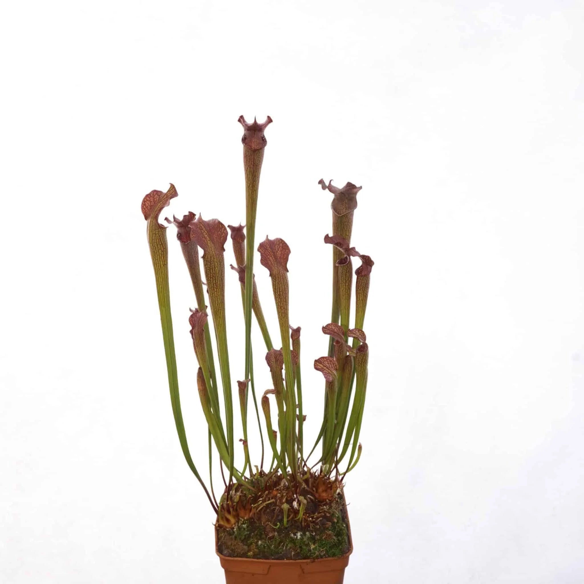 Sarracenia rubra ssp. gulfensis „Very Dark Red Pitchers“ 大森食虫植物農園